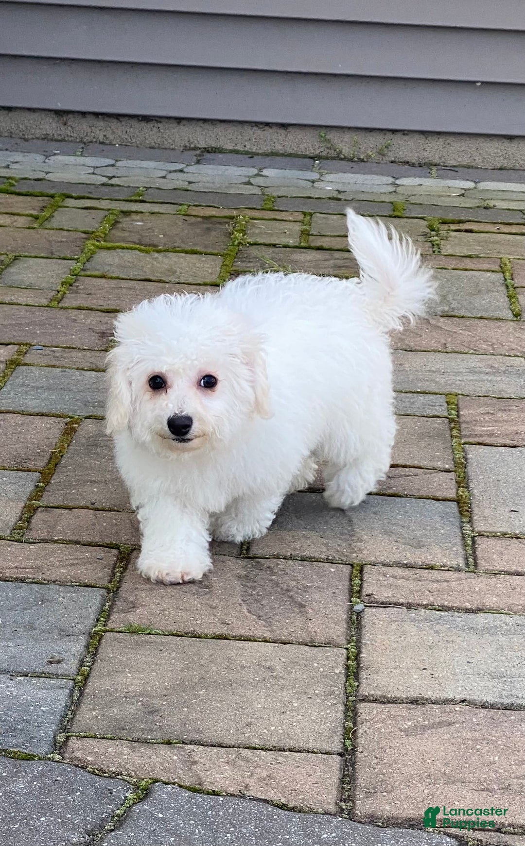 Bichon Frise dogs for sale: Bandit - Image 5