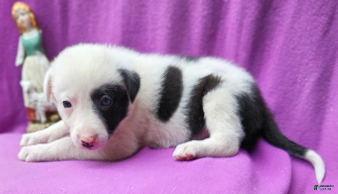 Border Collie dogs for sale: Bambi - Image 10