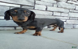 Miniature Dachshund dogs for sale: Joy - Image 9