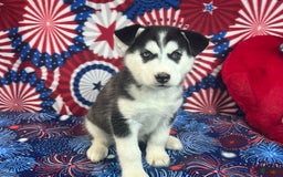 Siberian Husky dogs for sale: Nala - Image 4