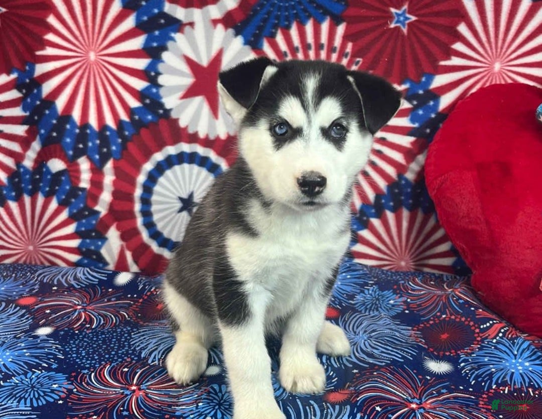 Siberian Husky dogs for sale: Nala - Image 4
