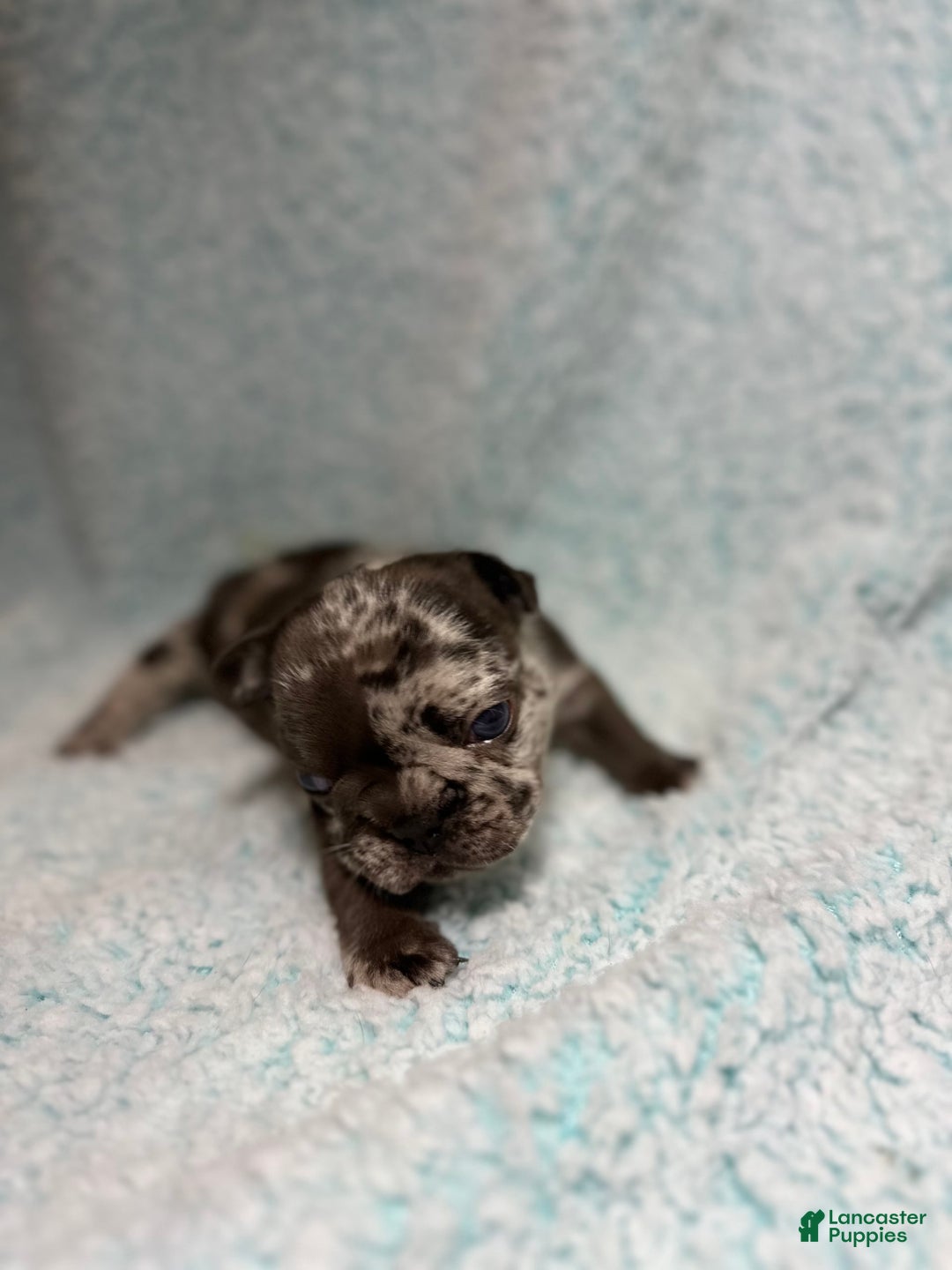 French Bulldog dogs for sale: Harley - Image 10