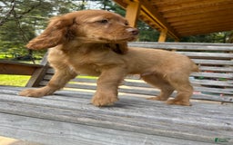 Cocker Spaniel dogs for sale: Maxie - Image 2