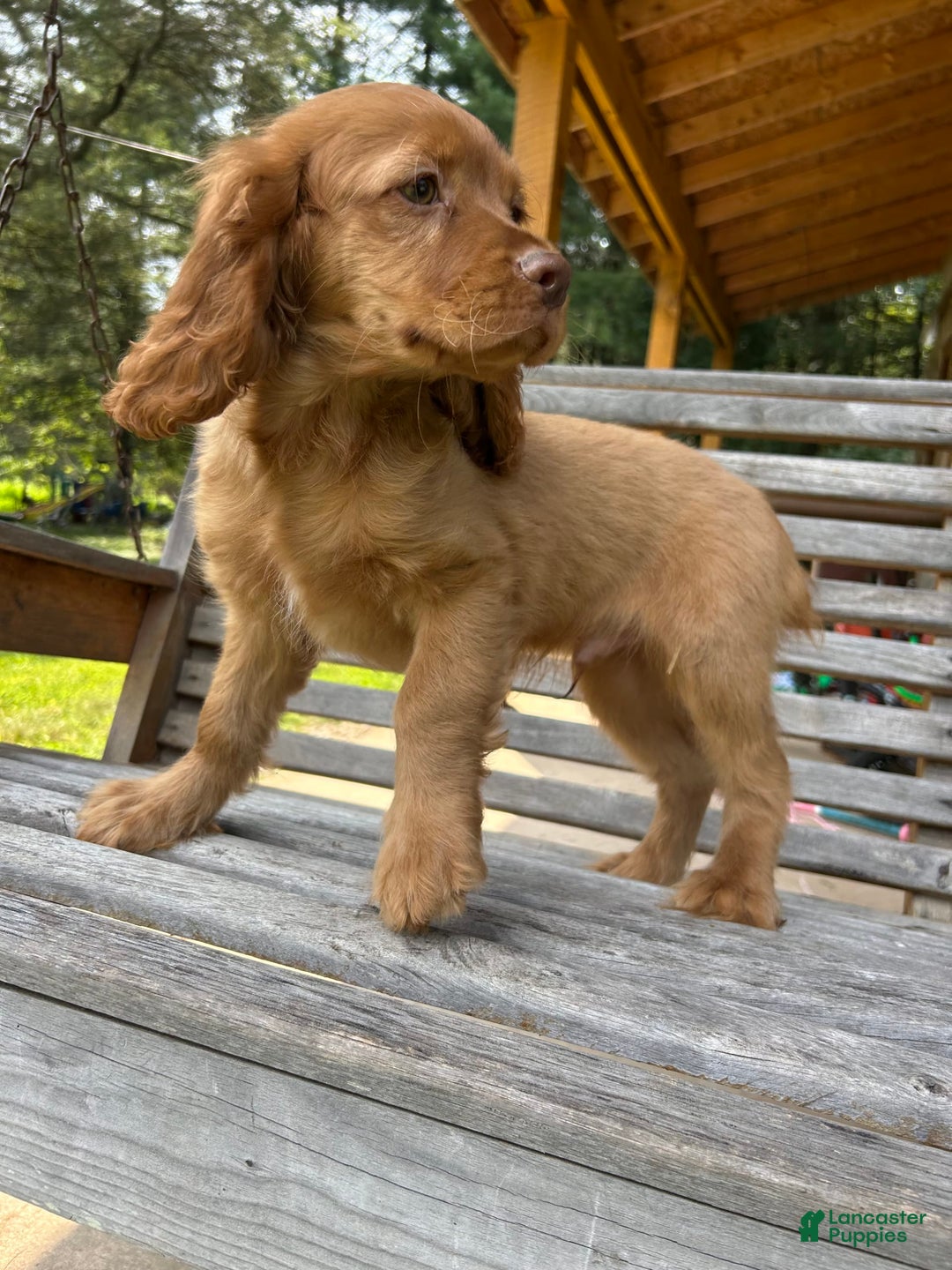 Cocker Spaniel dogs for sale: Maxie - Image 2