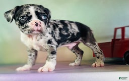 Frenchton dogs for sale: Cash Blue Eye Dna Clear - Image 5