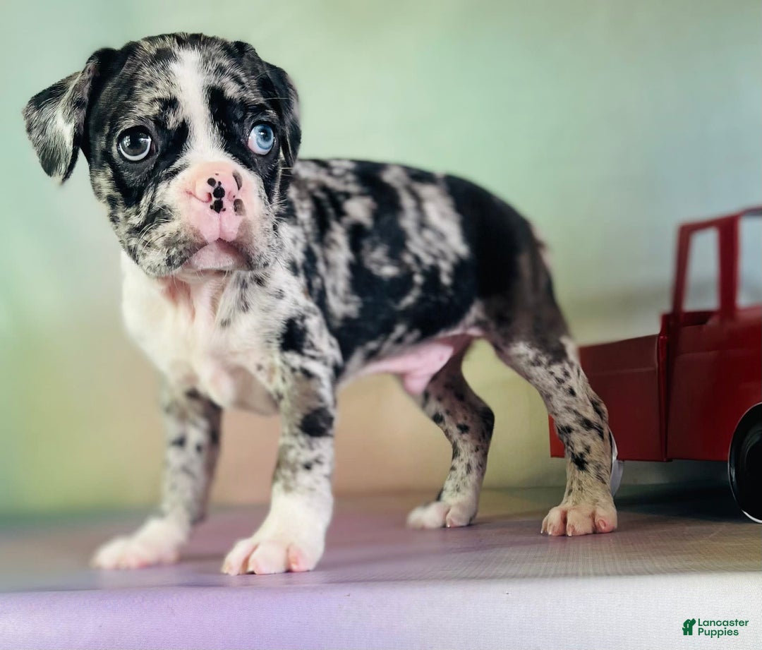 Frenchton dogs for sale: Cash Blue Eye Dna Clear - Image 5