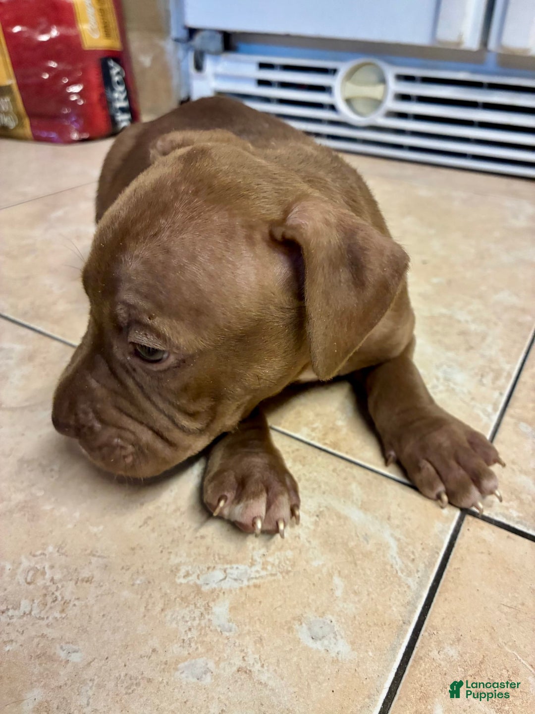 American Pit Bull Terrier dogs for sale: Boy - Image 3