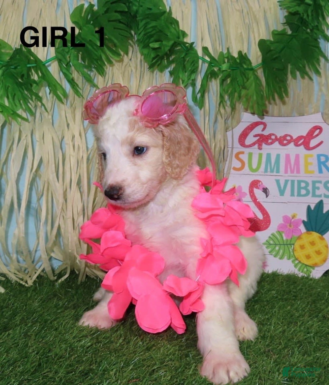 Goldendoodle dogs for sale: Rainbow Girl 3 - Image 3