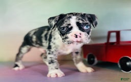 Frenchton dogs for sale: Cash Blue Eye Dna Clear - Image 3