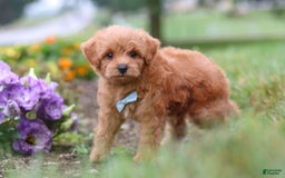Maltipoo dogs for sale: Dewey - Image 10