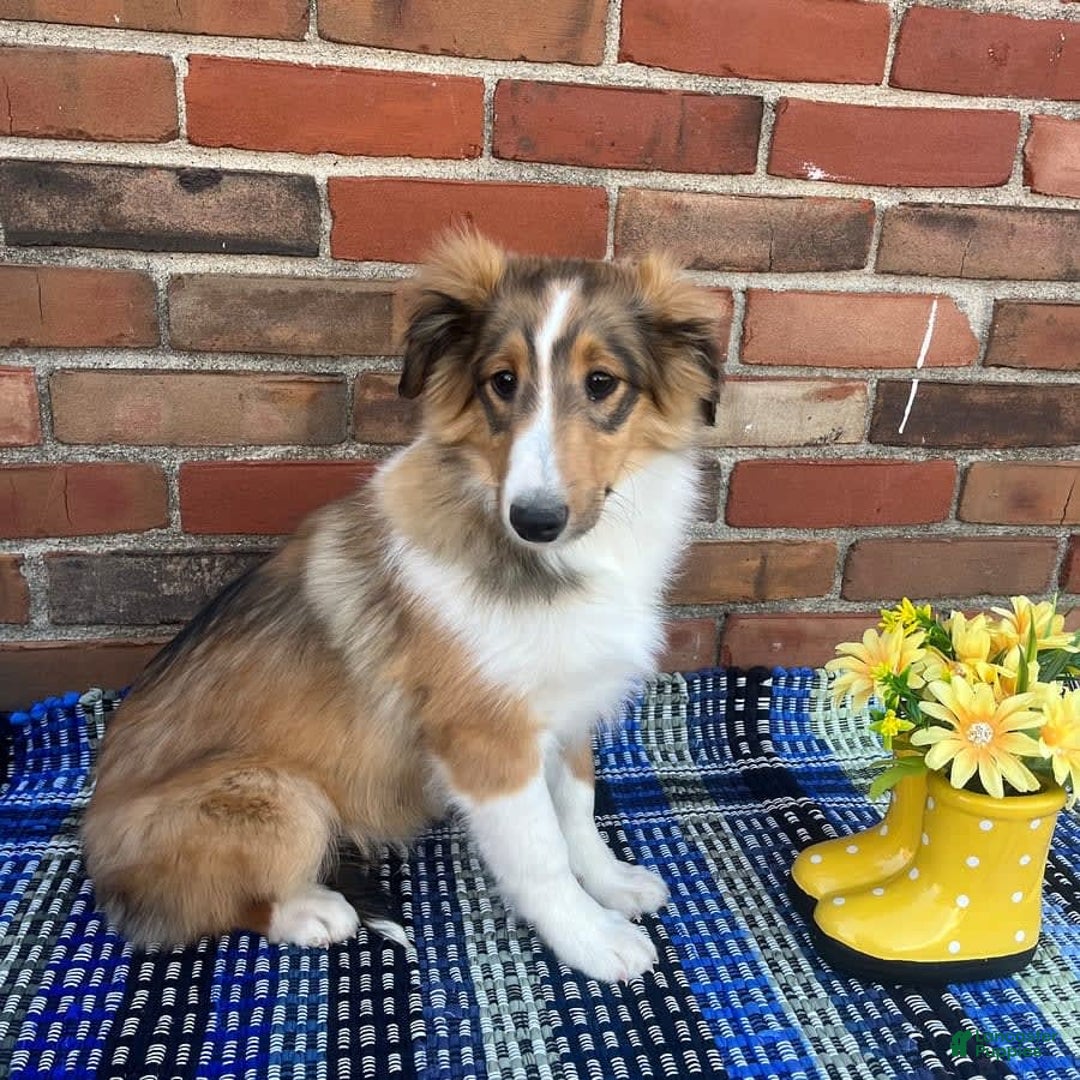 Shetland Sheepdog dogs for sale: Sawyer - Image 2