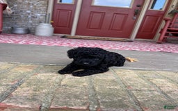 Cavapoo dogs for sale: Rowdy - Image 2