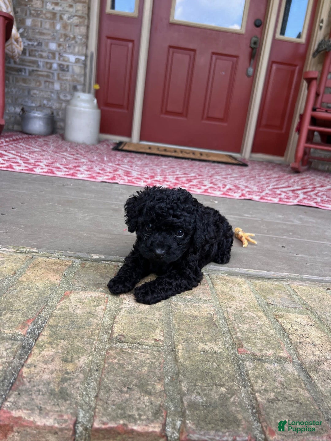 Cavapoo dogs for sale: Rowdy - Image 2