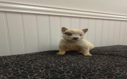 Australian Cattle Dog dogs for sale: Australian Cattle Dog 7 puppies - Image 1