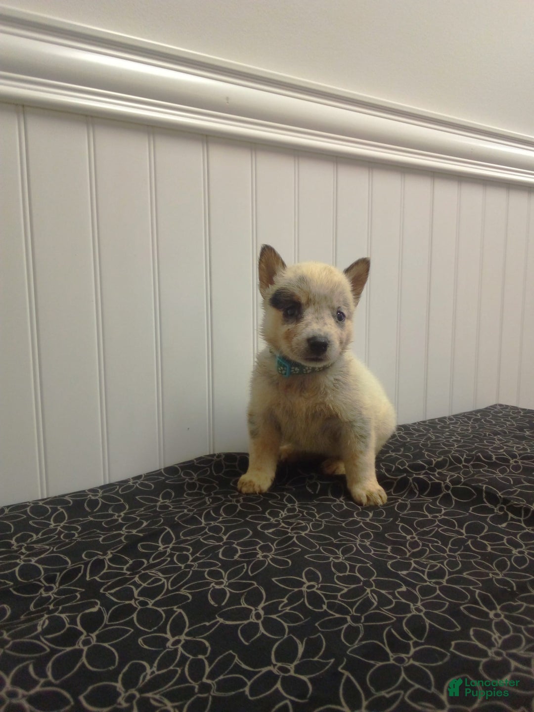 Australian Cattle Dog dogs for sale: Australian Cattle Dog 7 puppies - Image 1