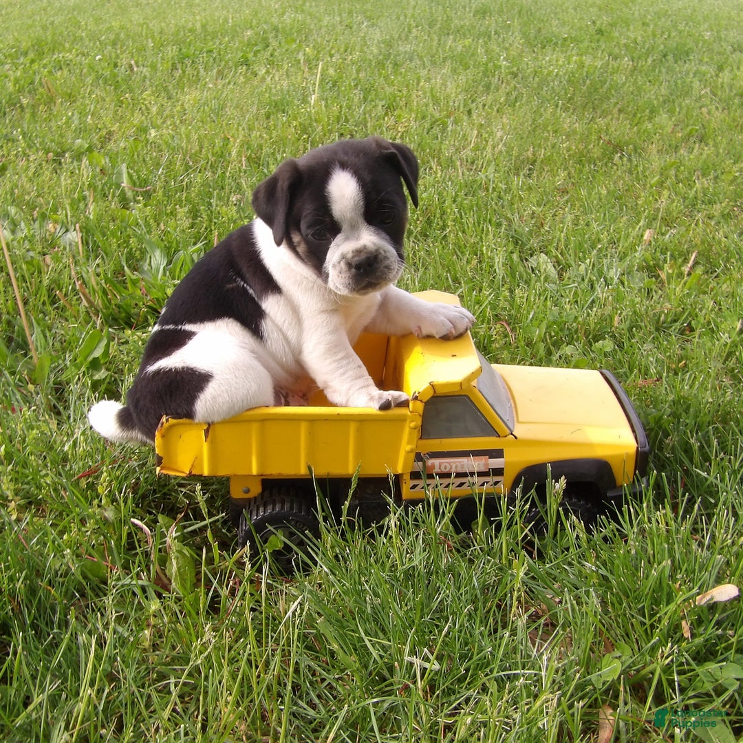 Jug dogs for sale: Darlisa - Image 1