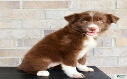 Australian Shepherd dogs for sale: Tracy - Image 3