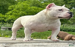 American Bully dogs for sale: Bunny - Image 3