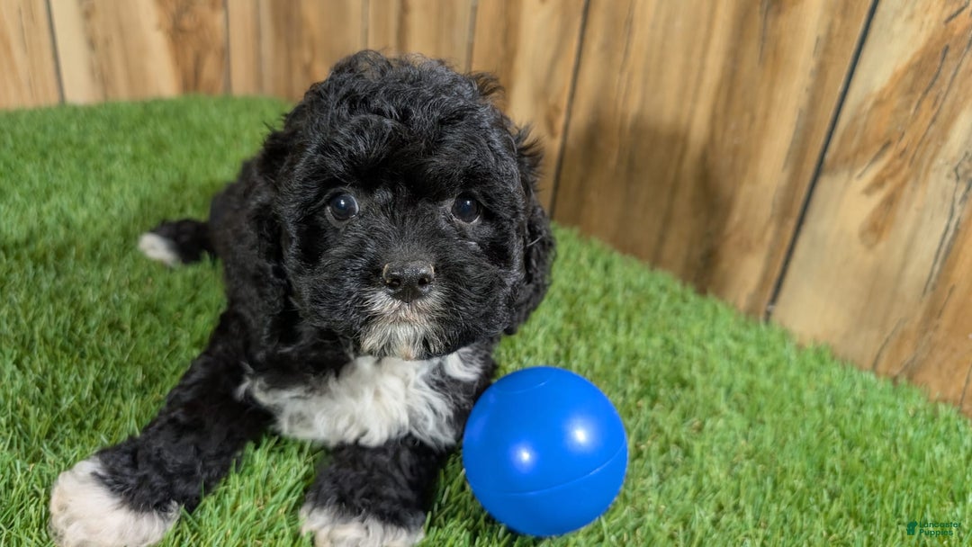 Cavapoo dogs for sale: Kaylee Boy - Image 5