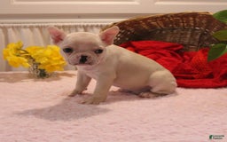French Bulldog dogs for sale: French Bulldog 3 puppies - Image 14