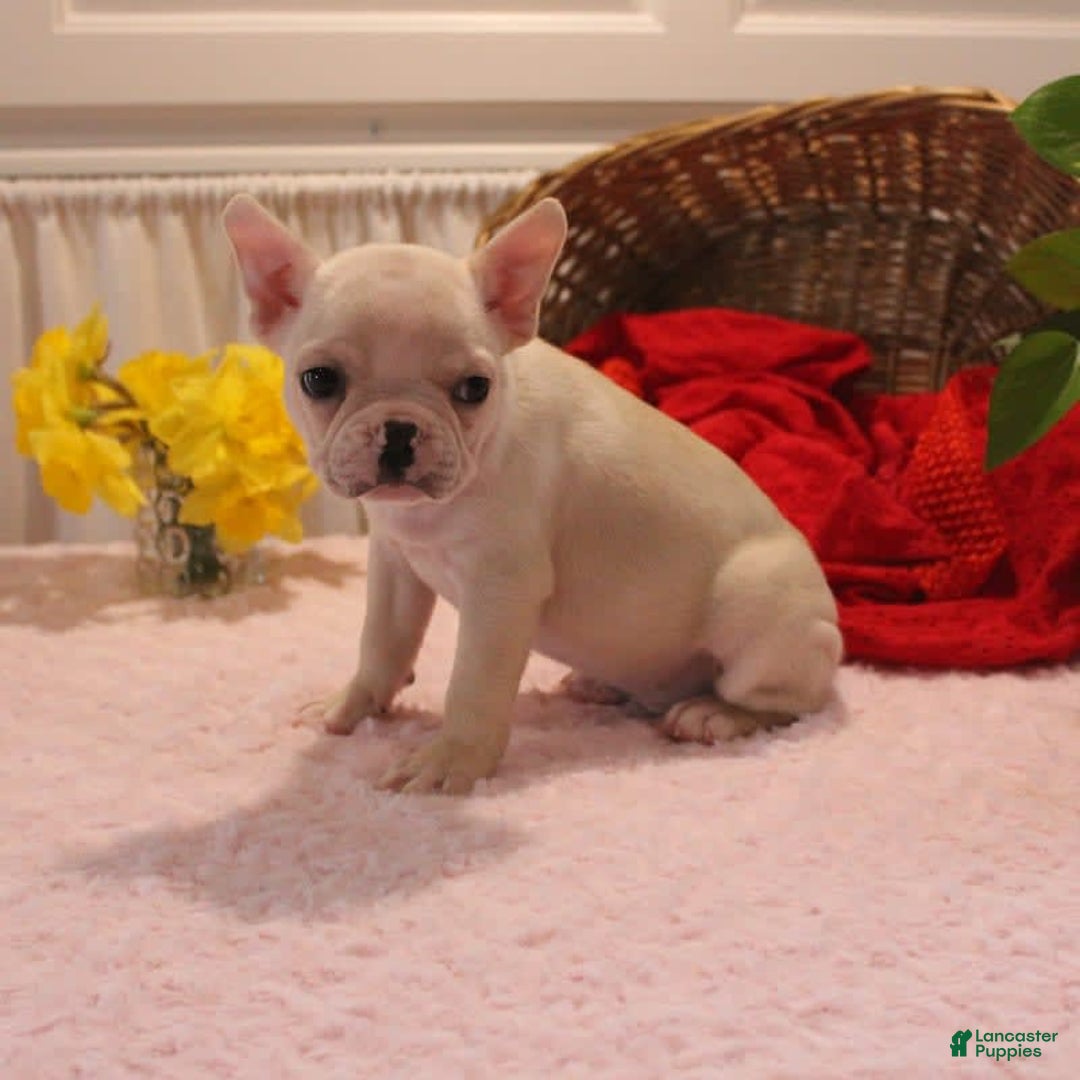 French Bulldog dogs for sale: French Bulldog 3 puppies - Image 14