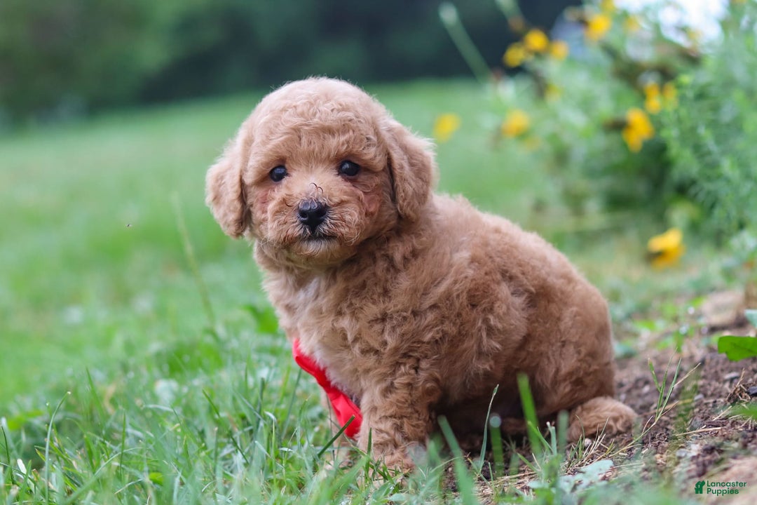 Maltipoo dogs for sale: Shiloh - Image 11