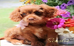 Cavapoo dogs for sale: Scarlet - Image 1