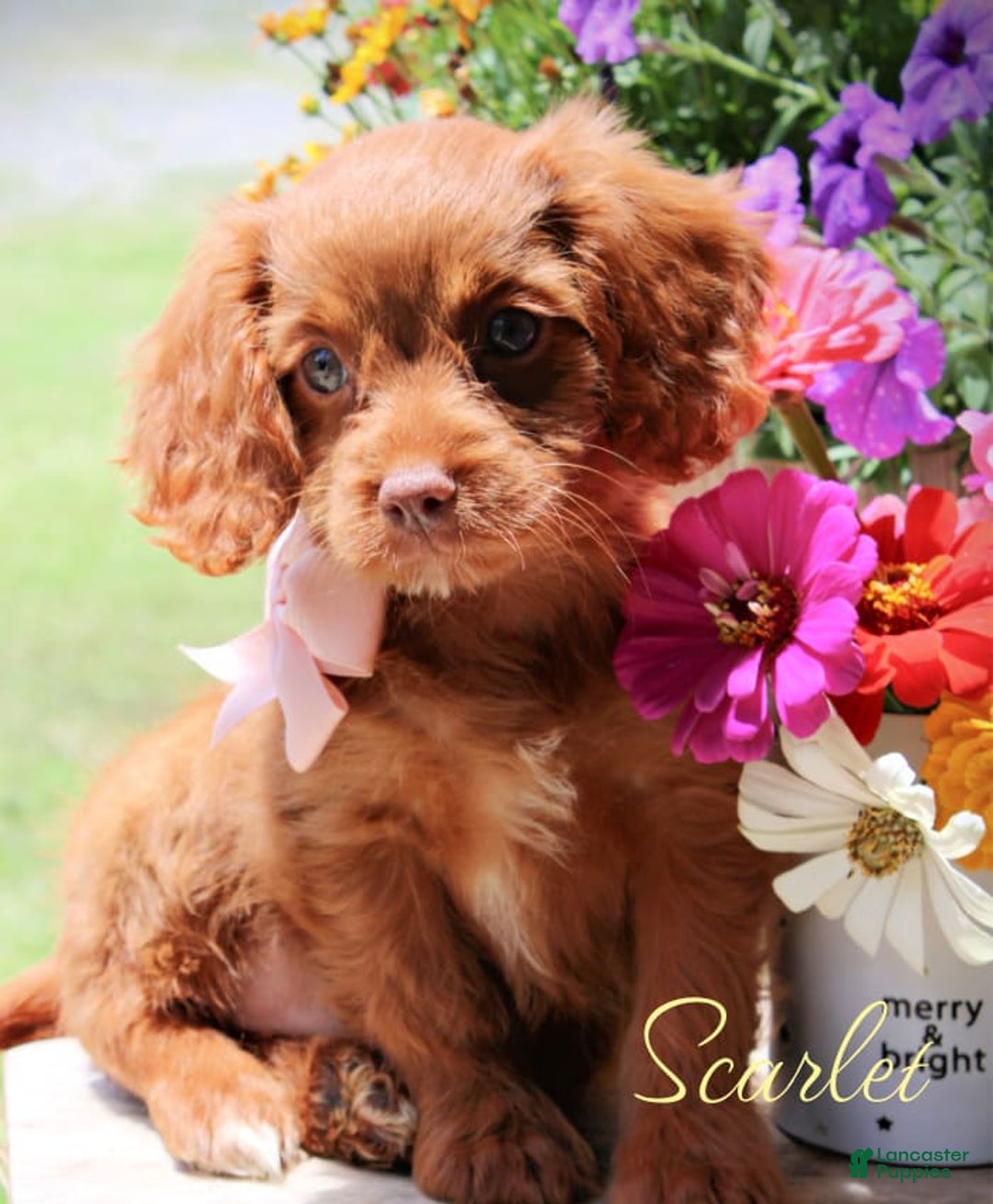 Cavapoo dogs for sale: Scarlet - Image 1