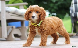 Cavapoo dogs for sale: Bean - Image 10