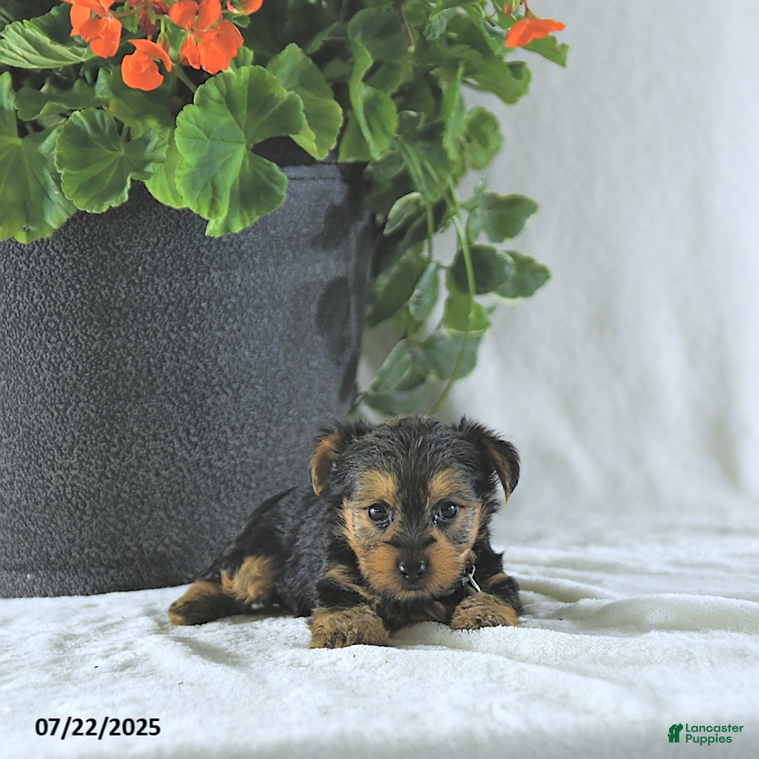 Yorkshire Terrier dogs for sale: Kilo - Image 3