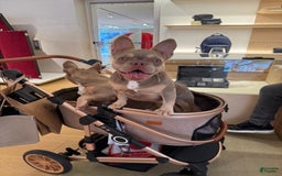French Bulldog dogs for sale: Susu - Image 12