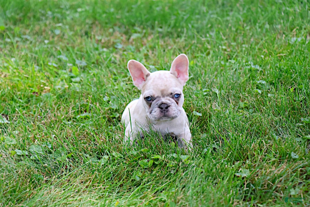 French Bulldog dogs for sale: Angie - Image 4