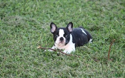 French Bulldog dogs for sale: Natalie - Image 2