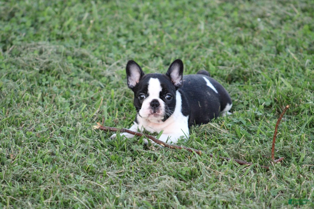 French Bulldog dogs for sale: Natalie - Image 2