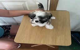 Shih Tzu dogs for sale: Baby Doll - Image 2