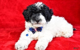 Miniature Poodle dogs for sale: Logan - Image 11