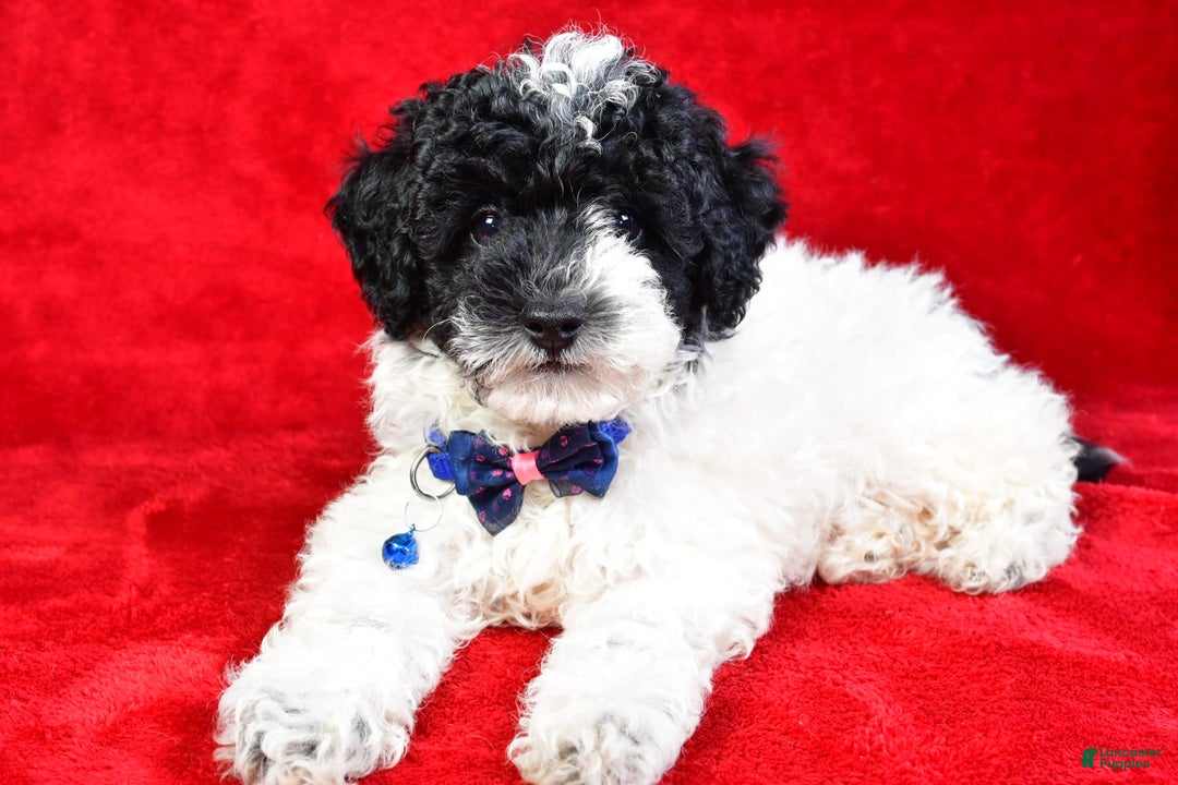 Miniature Poodle dogs for sale: Logan - Image 11
