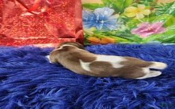 German Shorthaired Pointer dogs for sale: Cheeto - Image 1