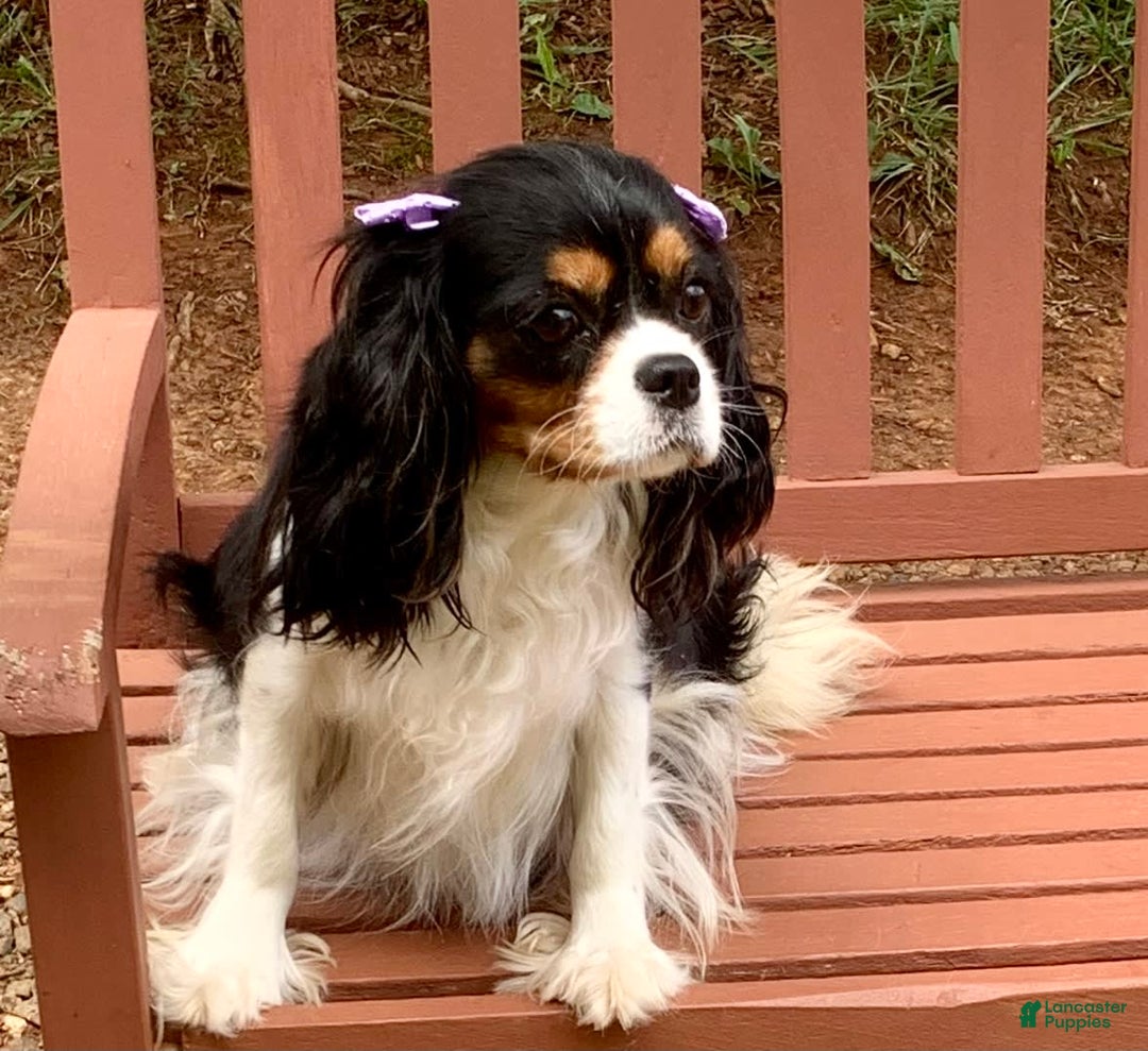 Cavalier King Charles Spaniel dogs for sale: Amy - Image 2
