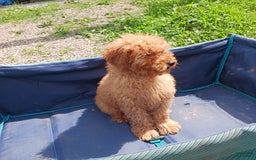 Mini Goldendoodle dogs for sale: Atlas - Image 2