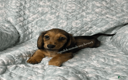 Dachshund dogs for sale: Shaded Cream Male - Image 6