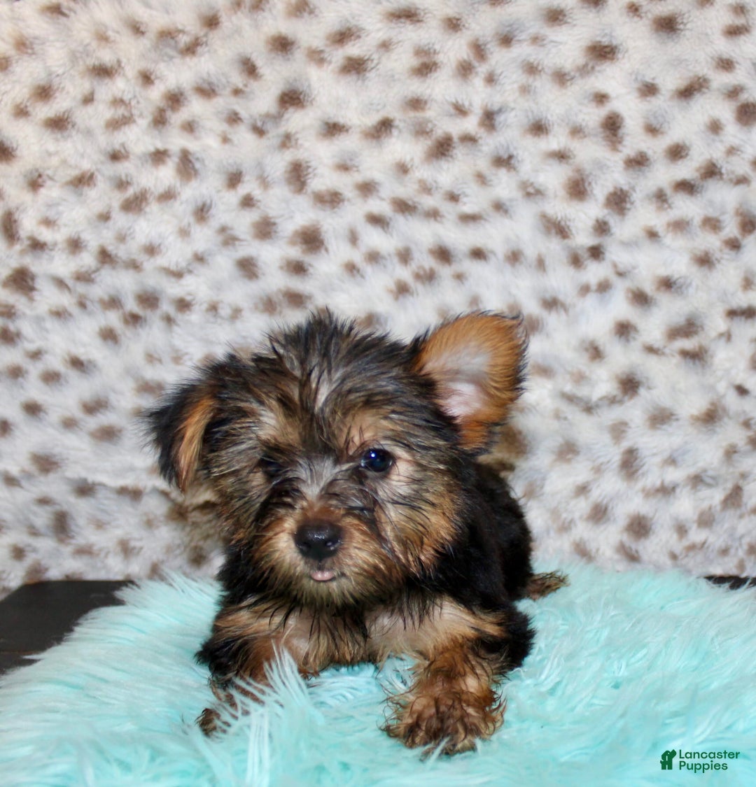 Yorkshire Terrier dogs for sale: Jethro - Image 4