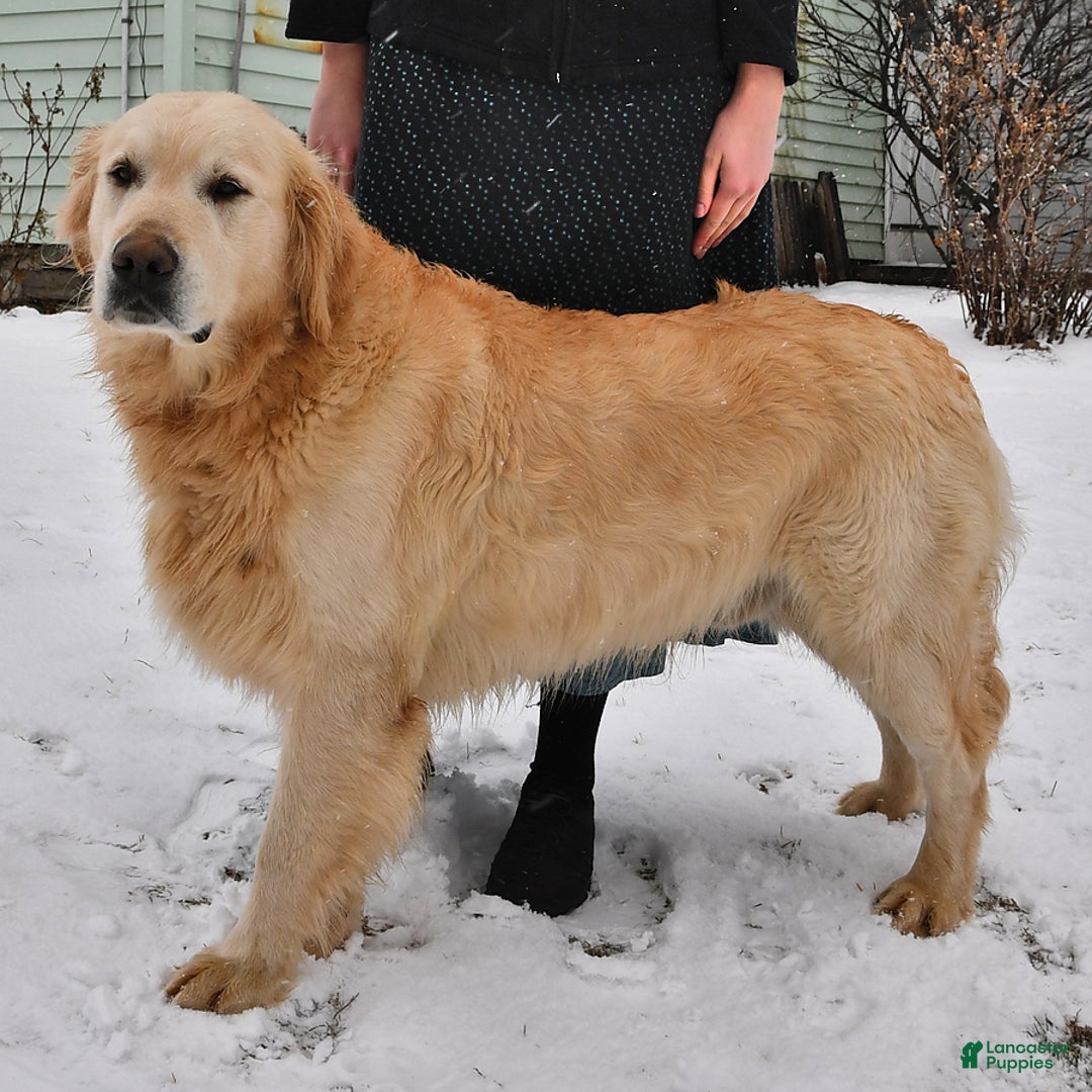 Golden Retriever dogs for sale: Darla - Image 5