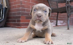 American Bully dogs for sale: Diamond - Image 1