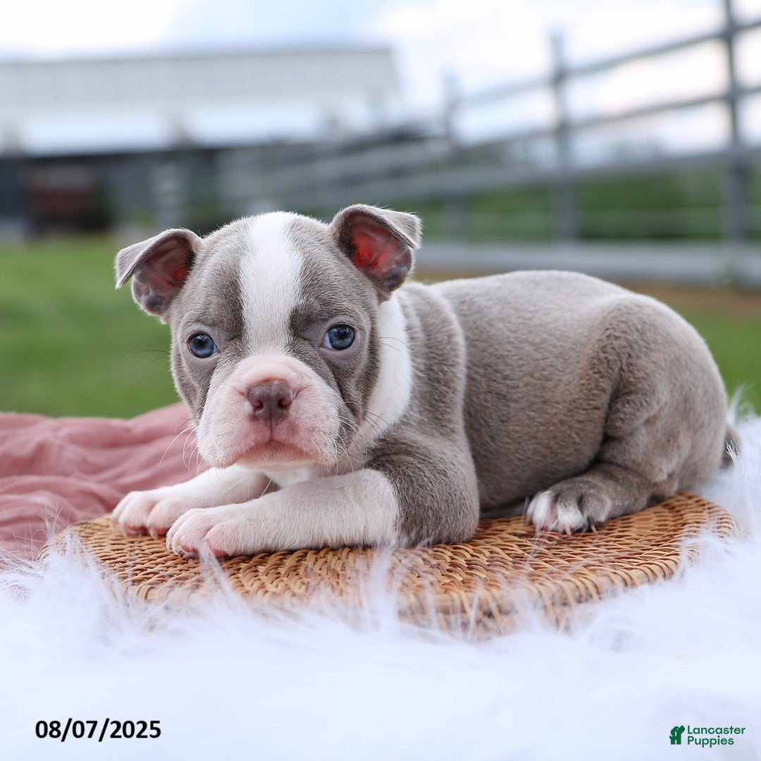 Boston Terrier dogs for sale: Darla - Image 2