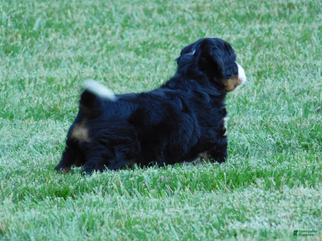 Mini Bernedoodle dogs for sale: Konnor - Image 5
