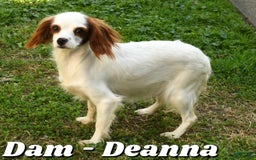 Cavapoo dogs for sale: Tommy - Image 10