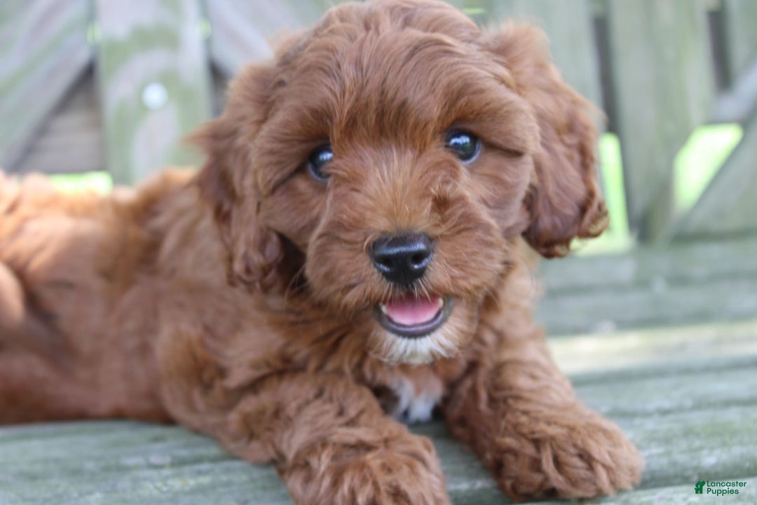 Cavapoo dogs for sale: Stella - Image 2