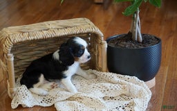 Cavalier King Charles Spaniel dogs for sale: Dexter - Image 5