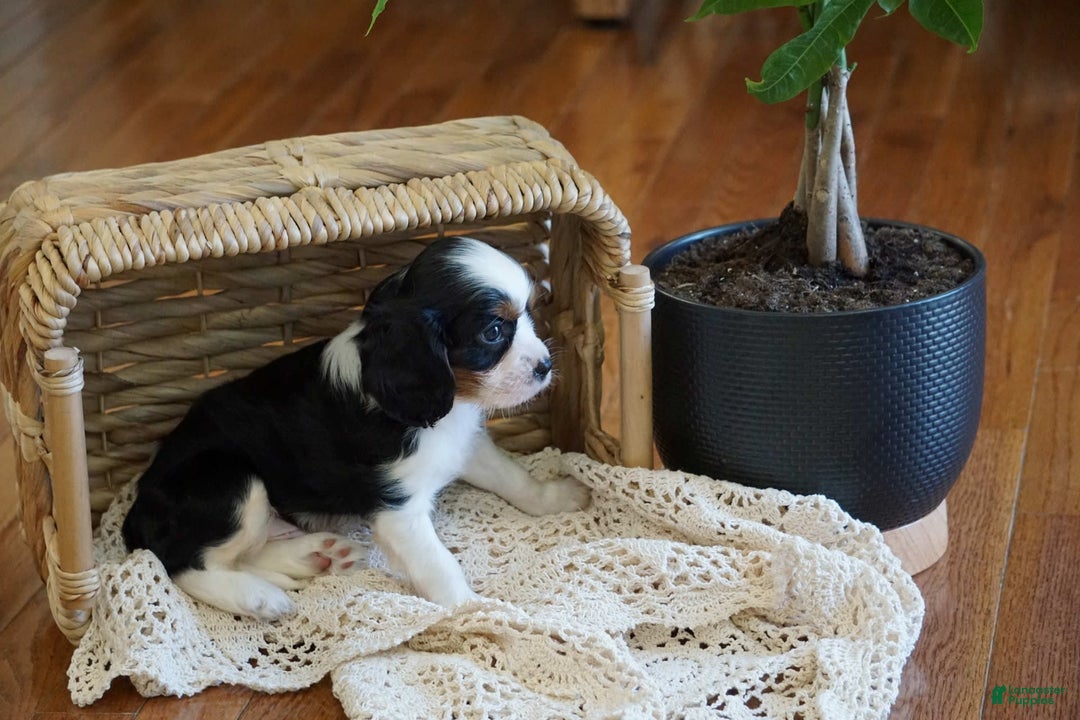 Cavalier King Charles Spaniel dogs for sale: Dexter - Image 5